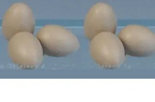 Eggs 6 pcs. | Direkte fra producenten
