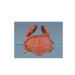 Kampagnetilbud - Crab