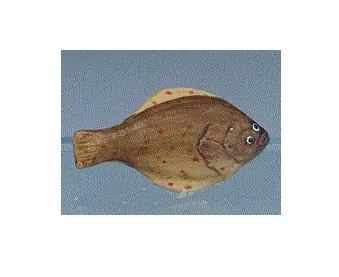 Hurtig levering - Plaice
