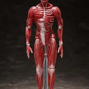 HUMAN ANATOMICAL MODEL FIGMA AF | Populært valg